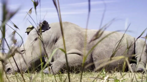 养鬼吃人2：魔界追魂